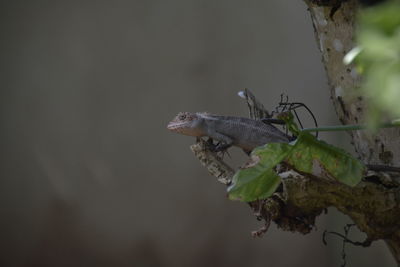 Close-up of insect on plant