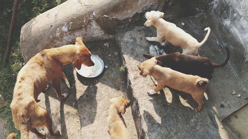 High angle view of dog