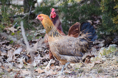 Chickens on a land