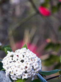 Close-up of white flowering plant