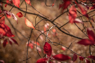 Close-up of autumn leaves on branch