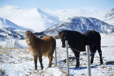 Two icelandic ponies on a meadow in winter