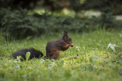 Squirrel on grass