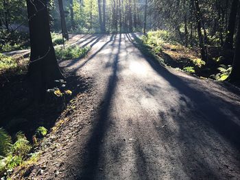 Road passing through forest