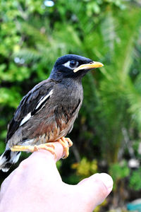 Close-up of a bird