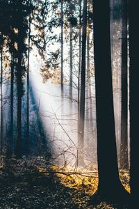 Sunlight streaming through trees in forest