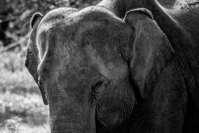 Close-up of elephant