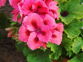 Close-up of pink flowering plant
