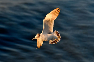 Seagull flying over sea