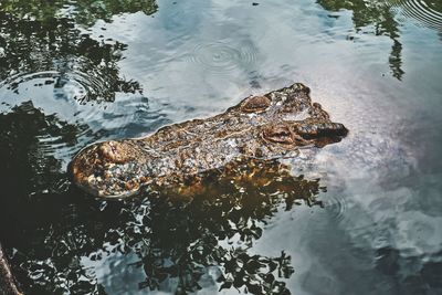 High angle view of crocodile in lake