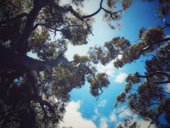 Low angle view of trees in forest against sky