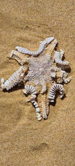 High angle view of animal representation on beach