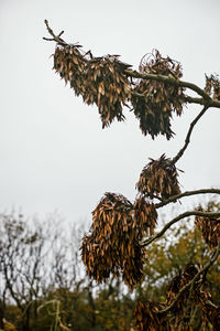 Low angle view of dried plant against clear sky