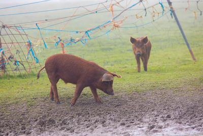 Horses in a field