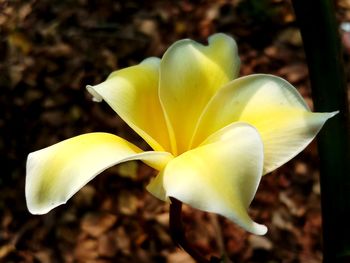 Close-up of yellow flower blooming outdoors