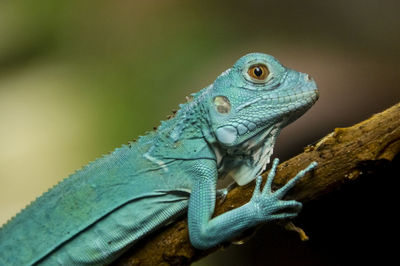 Blue iguana baby