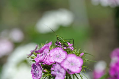 Close-up of insect on flower