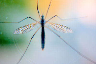 Close-up of insect