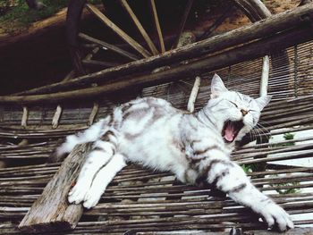 Close-up of cat lying on wood