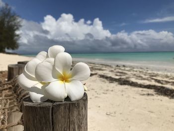 Close-up of white flowers on wooden post by sea against sky