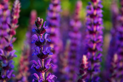 Close up of purple flowering sage flower, salvia nemorosa