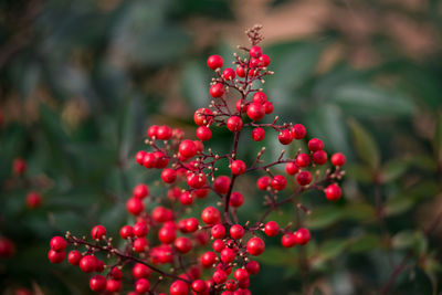 Red berries on tree