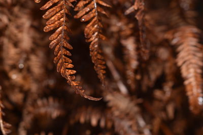 Close-up of pine cones