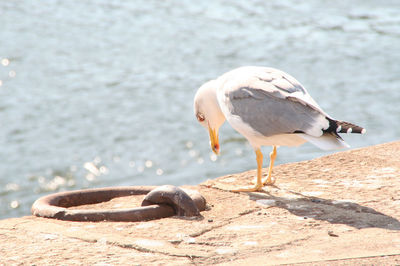 Seagull flying over white background