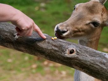 Close-up of a hand feeding