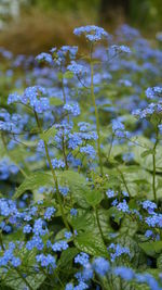 Close-up of flowers blooming outdoors