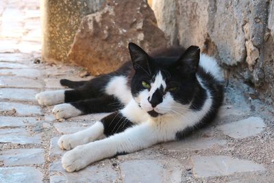 Close-up portrait of cat