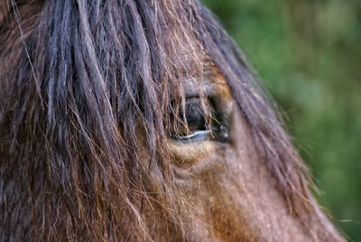 Close-up of animal eye