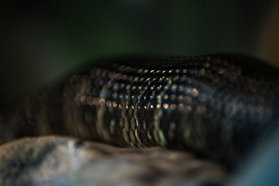Close-up of snake on wood