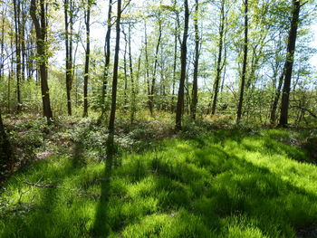 Scenic view of forest