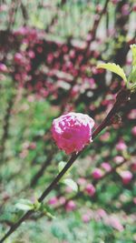 Close-up of pink flowers blooming outdoors