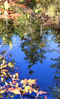 Reflection of tree in lake