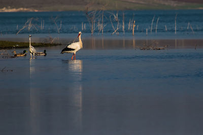 Birds on a lake