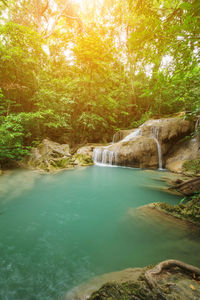 Scenic view of river amidst trees in forest