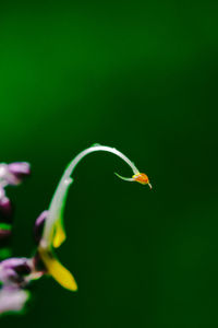 Close-up of green insect on plant