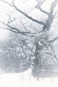 Bare trees on snow covered landscape