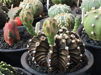 High angle view of prickly pear cactus