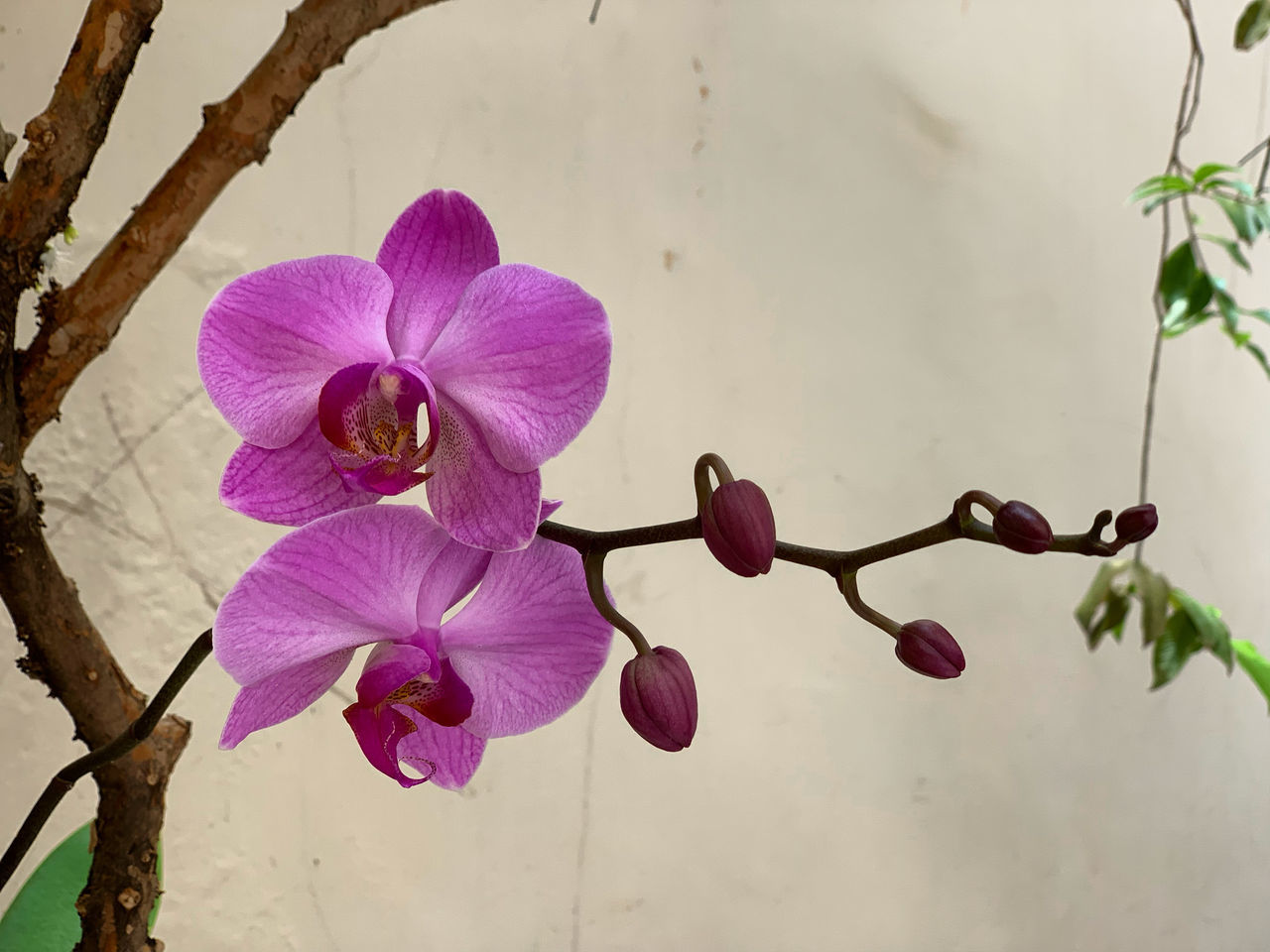 plant, flower, flowering plant, freshness, beauty in nature, nature, pink, tree, petal, growth, fragility, flower head, purple, close-up, inflorescence, orchid, no people, blossom, branch, outdoors, leaf, plant part, springtime, botany