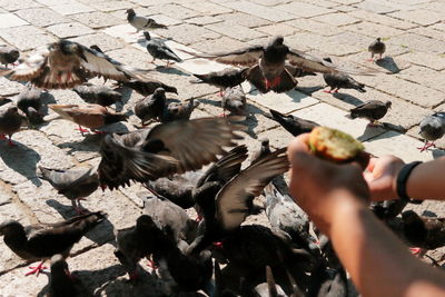 Flock of pigeons on leaves