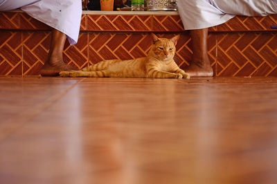 Cat relaxing amidst low section of people on floor