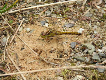 High angle view of insect on ground