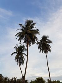 Low angle view of coconut palm tree against sky