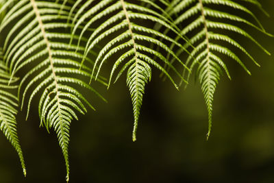 Close-up of fern leaves