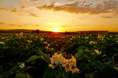 Scenic view of flowering plants on land against sky during sunset