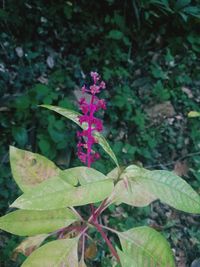 Close-up of pink flowers blooming outdoors
