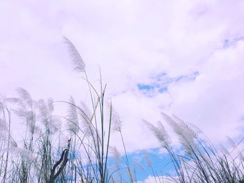 Low angle view of plants against cloudy sky